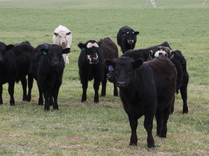 Peel Offers Oklahoma Cattle Market Roundup