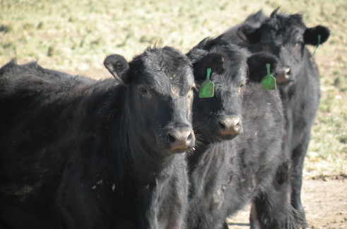 Creating Connections Website Set Up to Help Cattle Producers Understand Cattle Behavior