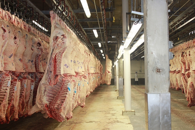 Peel Reacts to Federally Inspected Slaughter Summary