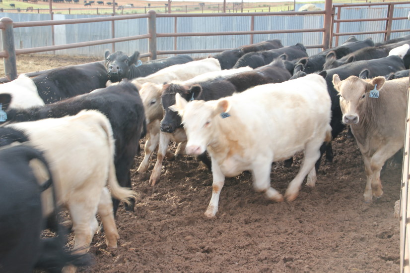 Superior Livestock Market Report - Friday Feeder Auction, November 21, 2014