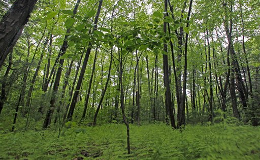 Nation's Forests Offer Potential for New Products, Jobs