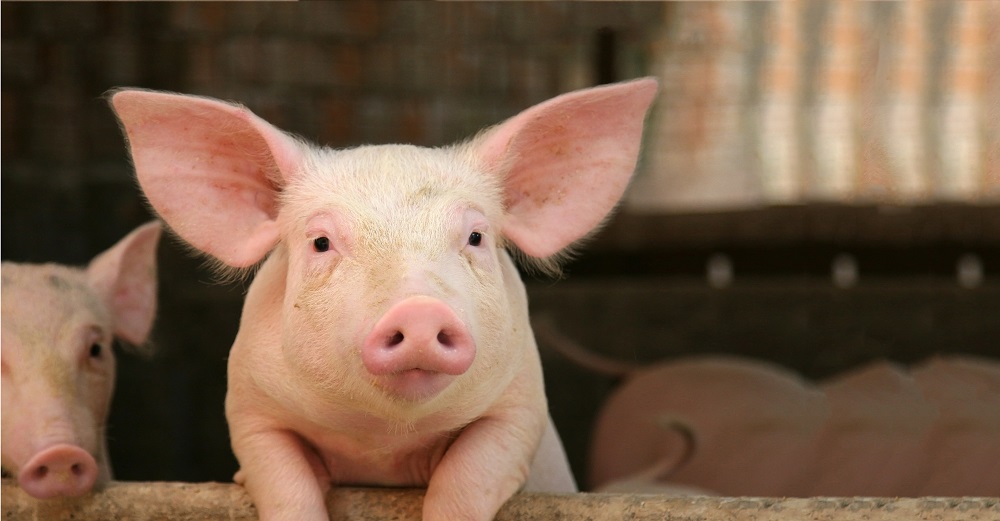 Pig Barns Prep for More than Frigid Temperatures