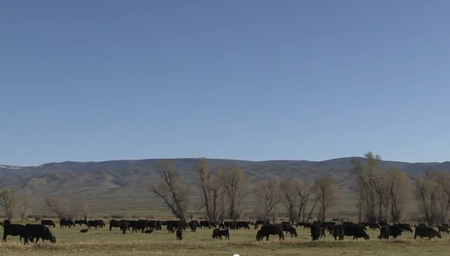 Cattle Feeding Economics Change, But Principals Remain the Same