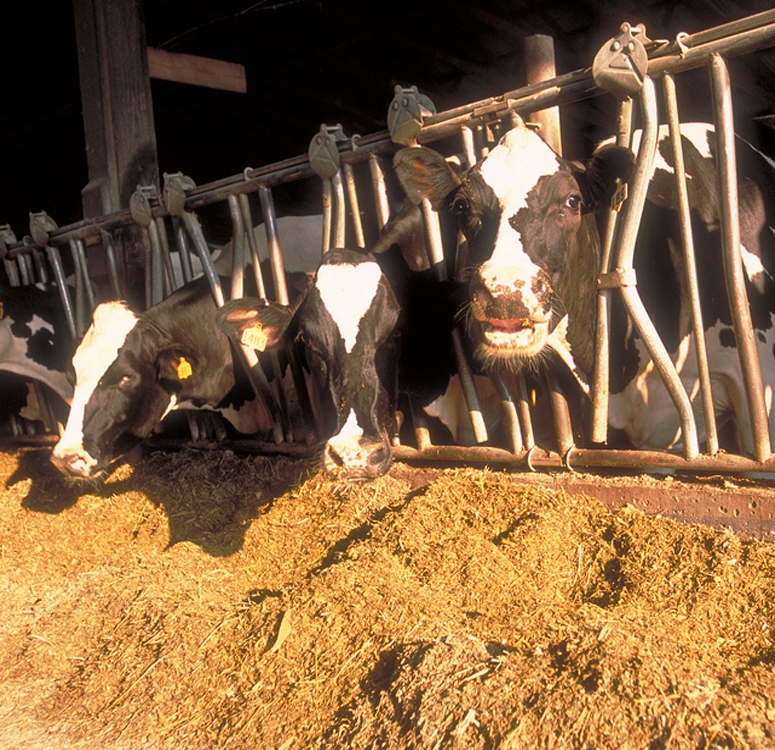 FDA Clarifies Animal Food Regulations in Supplemental Rulemaking