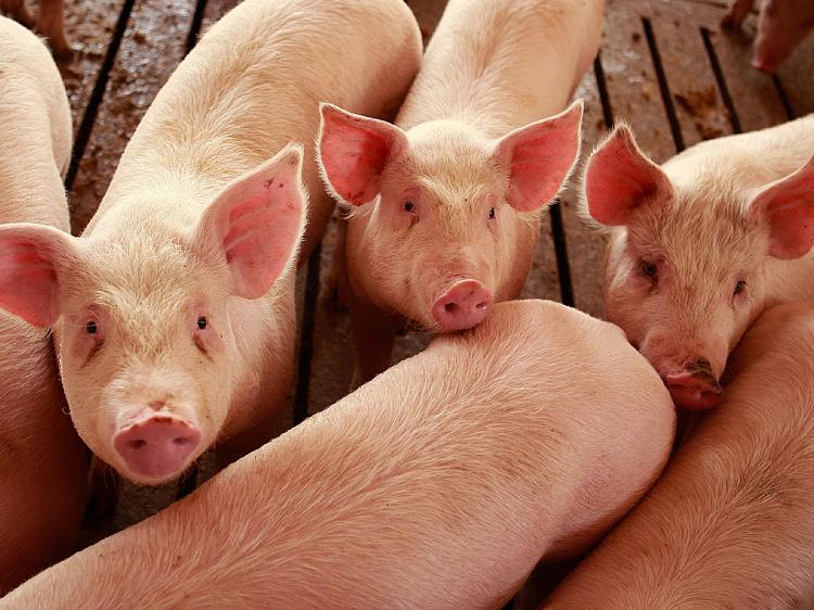 Hog and Pork Prices Return to Reality