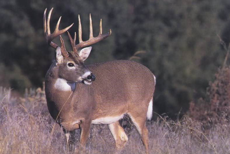 Oklahoma Deer Harvest Total Near Average