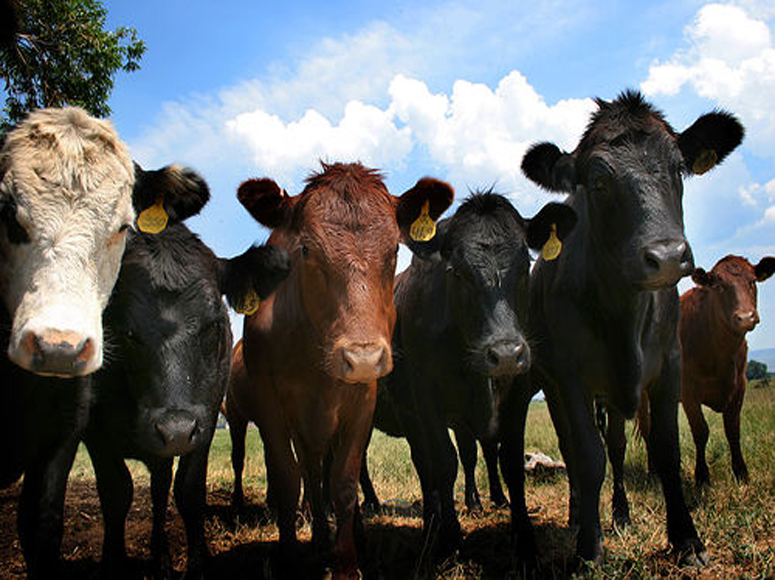 Robb Offers Favorable Outlook for Cattle Producers in 2015