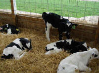 Zoetis Launches DRAXXIN 25 to Treat Small Calves for BRD 