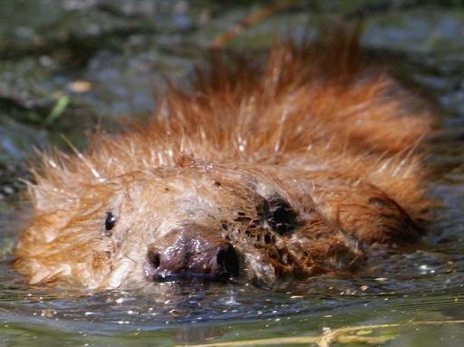 Beaver Problems in Pond Dams