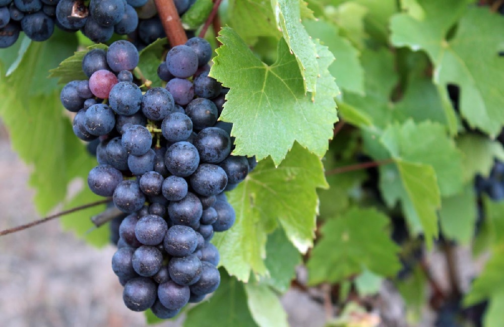 Enrollment Now Open for OSUs 2015 Grape Management Course