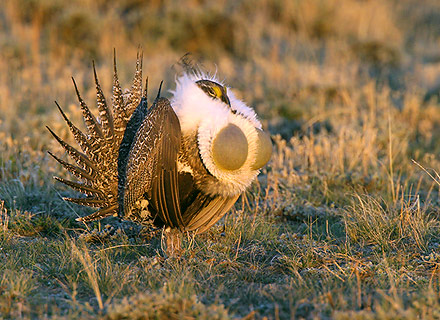 USDA Shows Positive Impact of $300 Million Investment in Sage-Grouse Initiative
