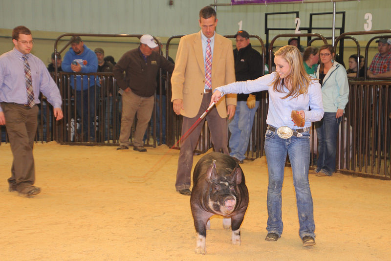 Taylor Wolff of Stroud FFA Wins Supreme Champion Purebred Gilt Honors with Her Berk Champion