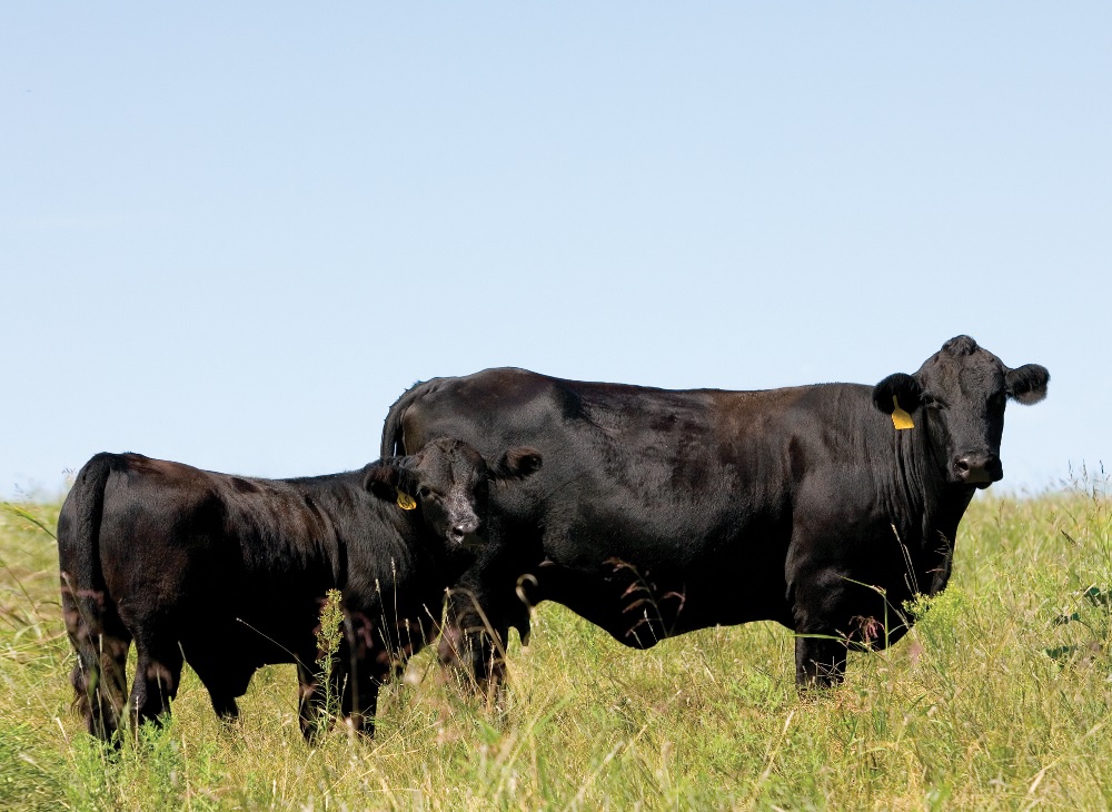 Mike Sands - Informa Economics Breaks Down Market Volatility of Cattle Prices in 2015