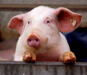 Pork Producers Committed To Addressing Antibiotic Resistance