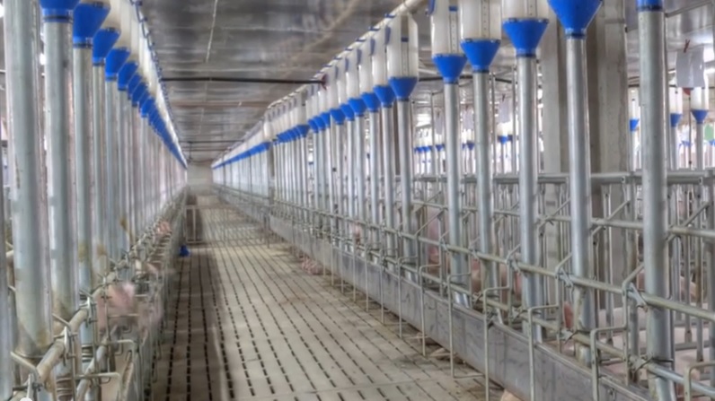 Undercover HSUS Farm Investigator Finds Gestation Stalls Good for Sows