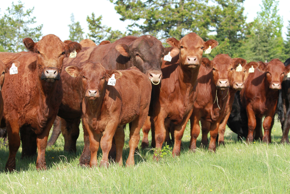 Decreased Beef Production in Canada Predicted in 2015
