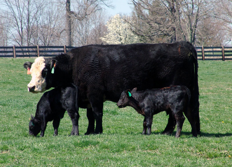 Take a Pass on Holding Back Heifers from a Twin Birth for Your Beef Cow Herd- Glenn Selk Explains