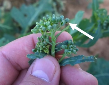 Canola Crop Blooming, Needs Moisture to Reach Yield Potential in Oklahoma and Kansas