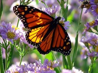 Monarch Meeting Explores Possibilities for Population Restoration