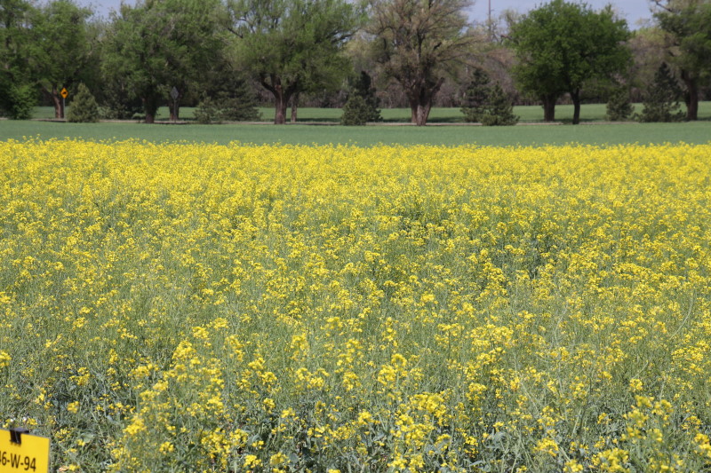 Rain Likely to Extend Flowering of Winter Canola- Adding Pods and Yield Potential to 2015 Crop