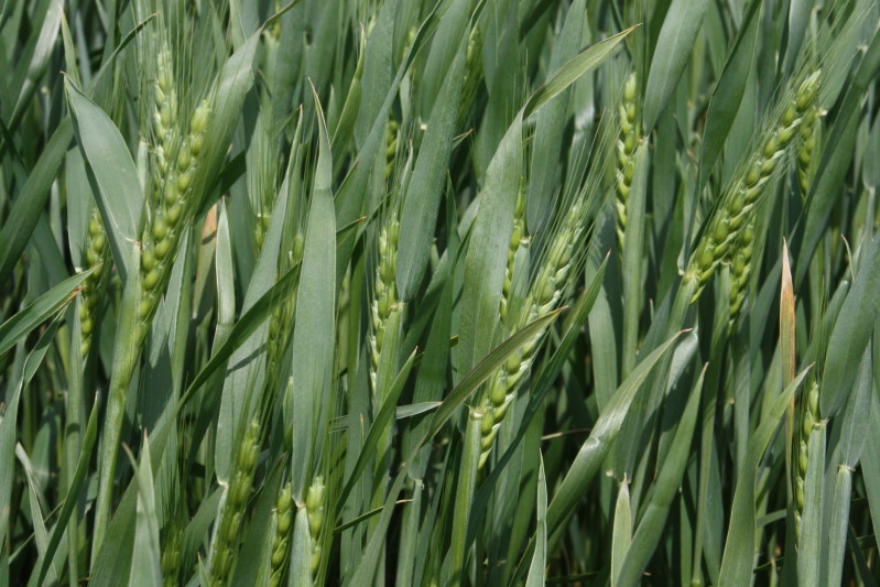 Recent Rains Help the 2015 Wheat Crop- and the Attitudes of Wheat Growers- Jeff Edwards