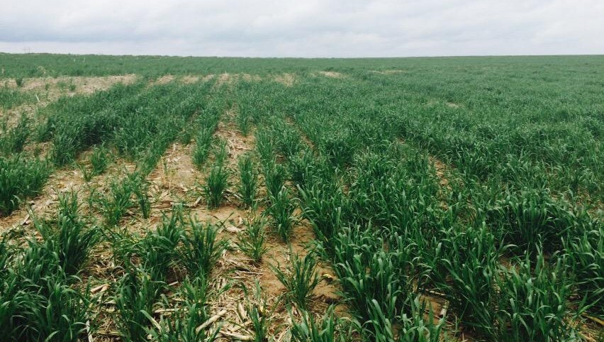 Wheat Scouts Work Through Muddy Fields and Drought Stressed Wheat at Kansas Wheat Crop Tour