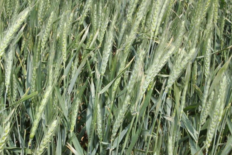 Oklahoma Wheat Tour Finds Crop Making a Comeback