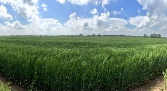 At 288.5 Million Bushels- A Better Crop Than in 2014 Seen on Kansas Wheat Tour
