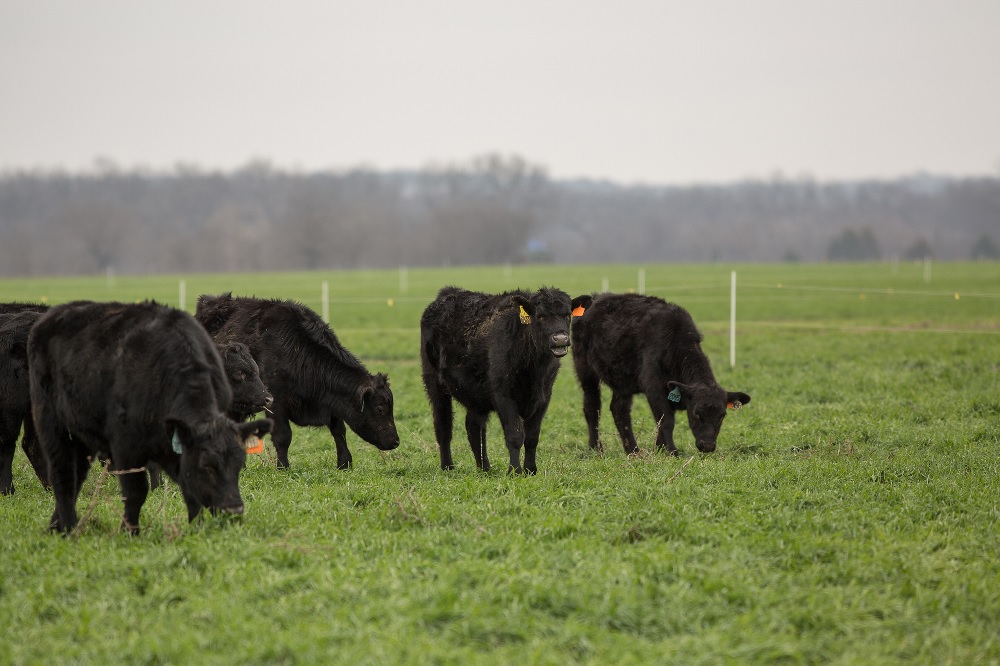 Field Day Focuses on Small-Scale Stocker Cattle Options