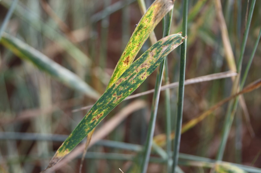 Stripe Rust Seen Across Oklahoma Wheat Belt- Untreated Fields May Suffer Yield Loss- Bob Hunger