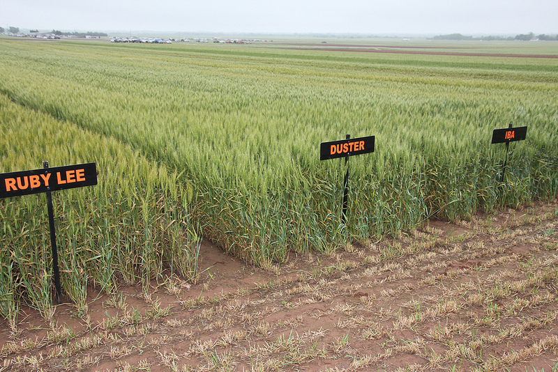 USDA Predicts 2015 Oklahoma Wheat Crop at 118.9 Million Bushels- Best Since 2012