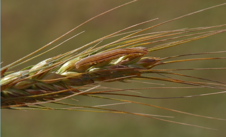 Wheat Head Armyworms in Oklahoma Wheat
