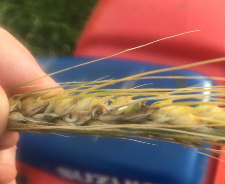 Wheat Head Armyworms in Oklahoma Wheat