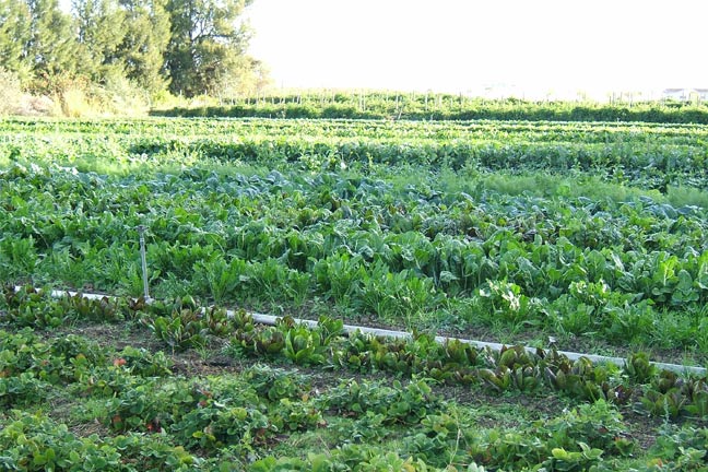 USDA Announces Funding to Assist with Organic Certification Costs