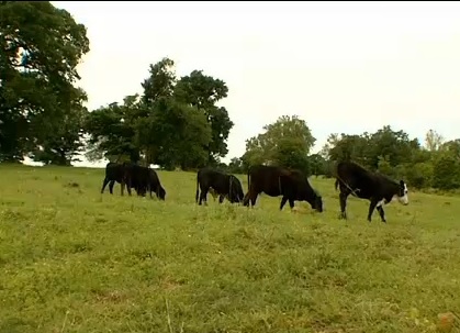 Ranchers Worry About Lost Cattle Due to Recent Flooding