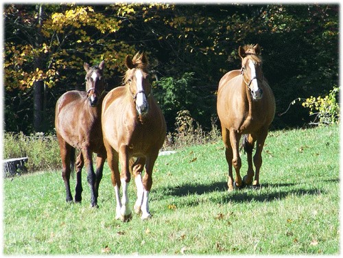 Horse Owners Encouraged to be On Guard Against Equine Herpes Virus