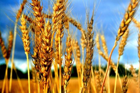 National Wheat Yield Contest Secures Sponsorship From John Deere, Monsanto, WinField 