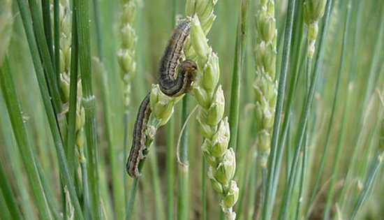 Dr. Royer Recommends Farmers Watch for Army Worms in Wheat