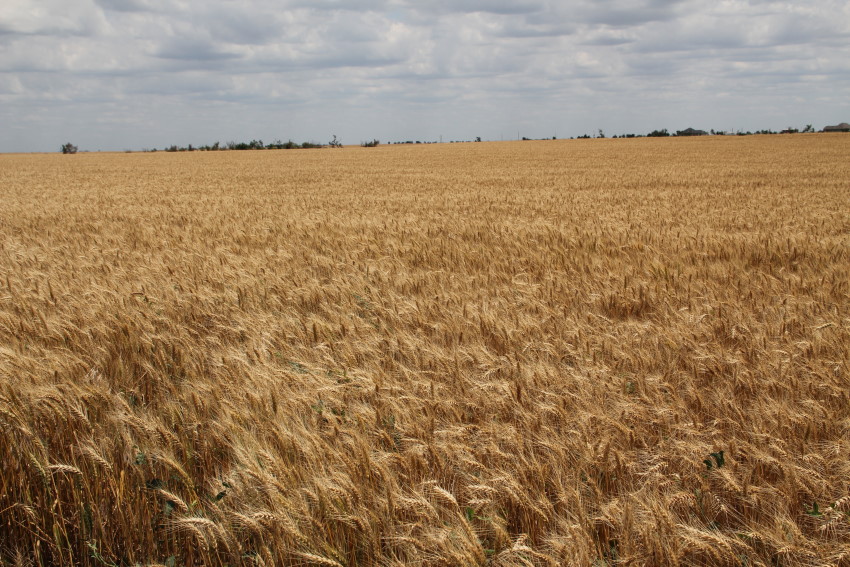 Wheat Harvest Winding Down in Southwest Oklahoma- In High Gear in Other Parts of the Wheat Belt