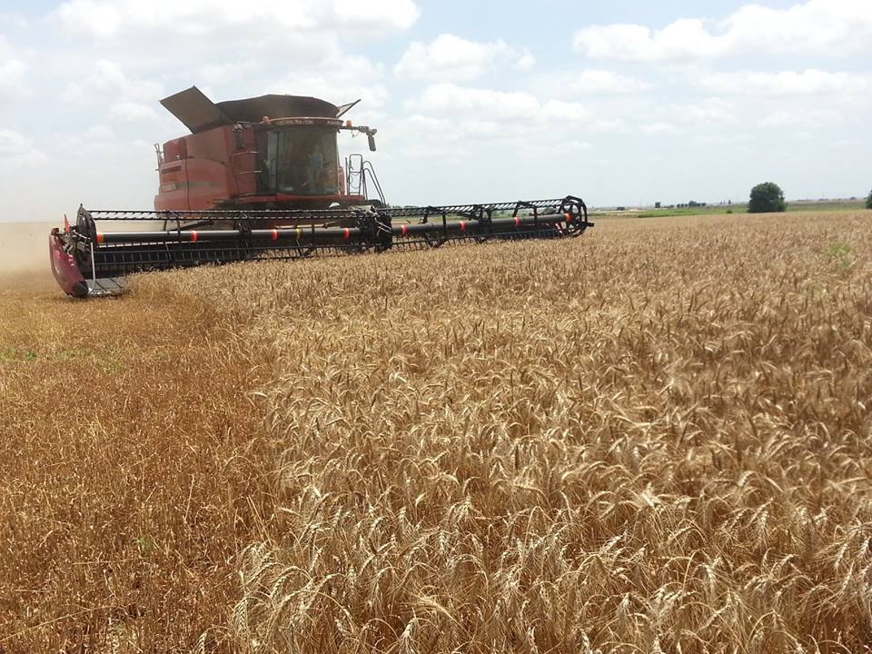 Oklahoma Wheat Harvest Now 83% Done- Corn and Soybean Ratings Sliding in the Eastern Cornbelt