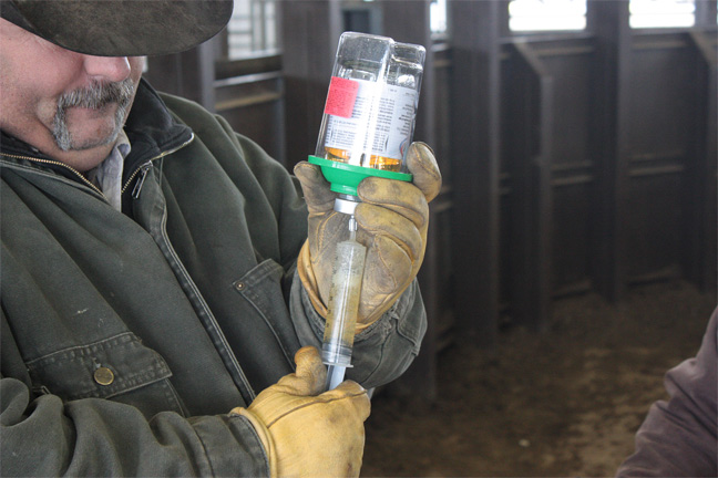 Preventing BRD in Calves Starts at the Ranch