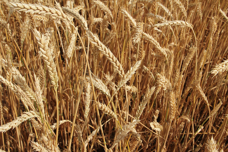 Wheat Harvest Begins in Southwest Oklahoma- The First Oklahoma Wheat Commision Report for 2015