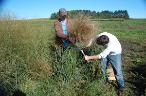 Better Switchgrass Traits, Increases Biofuel Production