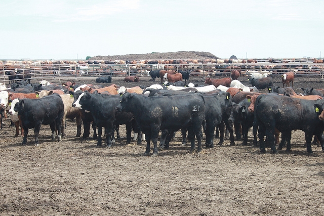 'Red Ink' Will Continue for Feedlots for Remainder of 2015, Tonsor Says