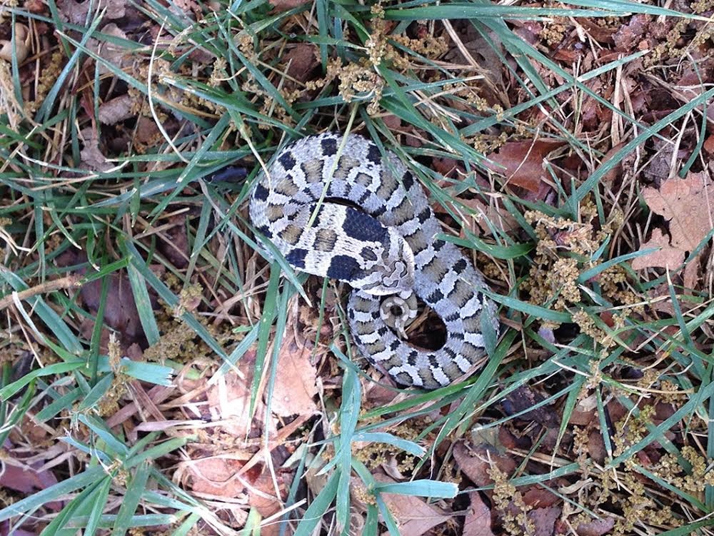 Good News:  Few Oklahoma Snakes are Venomous