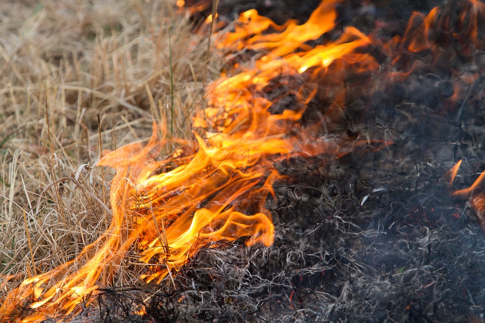 Prescribed Burning Offers Many Benefits to Producers, Public