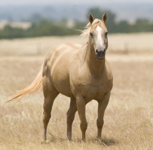 First Case of Equine West Nile Virus Confirmed in Oklahoma 