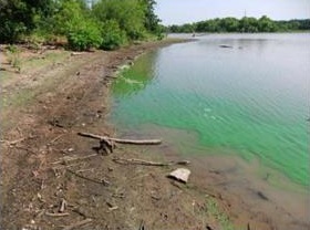 Blue-Green Algae in Stock Ponds Can Threaten Livestock
