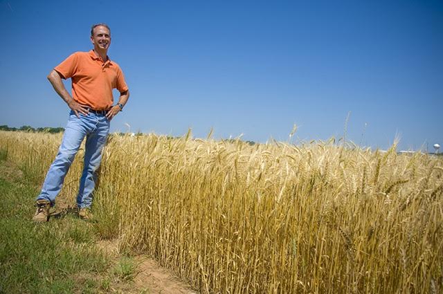 OSU Wheat Researcher Brett Carver Honored by Wheat Quality Council
