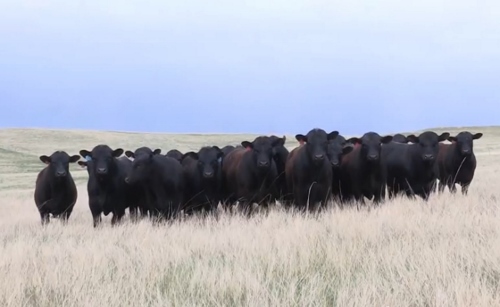 High Quality Angus Cattle and Quality Beef Knows No Borders